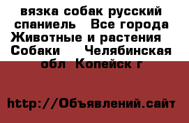 вязка собак русский спаниель - Все города Животные и растения » Собаки   . Челябинская обл.,Копейск г.